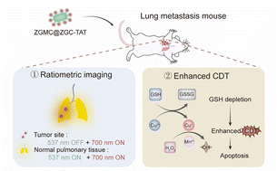 Graphical abstract: Self-evolving persistent luminescence nanoprobes for autofluorescence-free ratiometric imaging and on-demand enhanced chemodynamic therapy of pulmonary metastatic tumors
