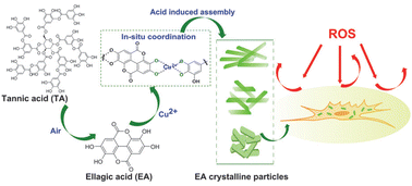 Graphical abstract: Green and shape-tunable synthesis of ellagic acid crystalline particles by tannic acid for neuroprotection against oxidative stress