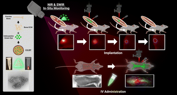 Graphical abstract: From bone to nanoparticles: development of a novel generation of bone derived nanoparticles for image guided orthopedic regeneration