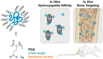 Graphical abstract: Effects of chain lengths and backbone chirality on the bone-targeting ability of poly(glutamic acid)s