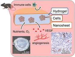 Graphical abstract: An intrinsically semi-permeable PDMS nanosheet encapsulating adipose tissue-derived stem cells for enhanced angiogenesis