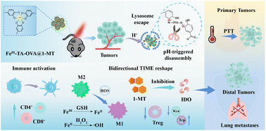 Graphical abstract: Acidity-responsive polyphenol-coordinated nanovaccines for improving tumor immunotherapy via bidirectional reshaping of the immunosuppressive microenvironment and controllable release of antigens