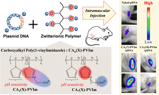 Graphical abstract: Diffusive delivery of plasmid DNA using zwitterionic carboxyalkyl poly(1-vinylimidazole) into skeletal muscle in vivo