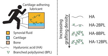 Graphical abstract: Grafting of cationic molecules to hyaluronic acid improves adsorption and cartilage lubrication