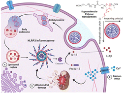 Graphical abstract: Varying the hydrophobic core composition of polymeric nanoparticles affects NLRP3 inflammasome activation