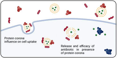 Graphical abstract: Cellular uptake and in vitro antibacterial activity of lipid-based nanoantibiotics are influenced by protein corona