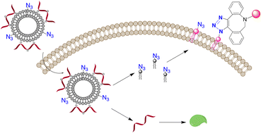 Graphical abstract: Unnatural lipids for simultaneous mRNA delivery and metabolic cell labeling