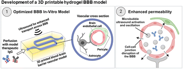 Graphical abstract: Development of a 3D printed perfusable in vitro blood–brain barrier model for use as a scalable screening tool