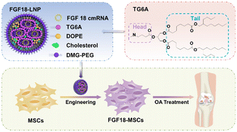 Graphical abstract: FGF18 encoding circular mRNA-LNP based on glycerolipid engineering of mesenchymal stem cells for efficient amelioration of osteoarthritis