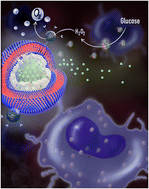 Graphical abstract: Dual-pore protocells with multitasking capacities for simultaneous delivery of therapeutic enzymes and drugs in macrophage depletion therapy