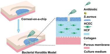Graphical abstract: A biomimetic human disease model of bacterial keratitis using a cornea-on-a-chip system