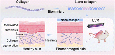 Graphical abstract: Highly bioactive triple-helical nano collagens for accelerated treatment of photodamaged skin