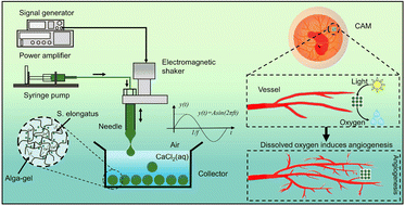 Graphical abstract: Utilizing photosynthetic oxygen-releasing biomaterials to modulate blood vessel growth in the chick embryo chorioallantoic membrane