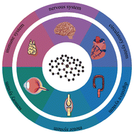 Graphical abstract: Antioxidant activities of metal single-atom nanozymes in biomedicine