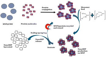 Graphical abstract: Magnetic nanoparticle-facilitated rapid mass production of high affinity polymeric materials (nanoMIPs) for protein recognition and biosensing