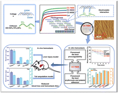 Graphical abstract: Co-assembled biomimetic fibrils from collagen and chitosan for performance-enhancing hemostatic dressing