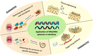 Graphical abstract: Aptamers in dentistry: diagnosis, therapeutics, and future perspectives
