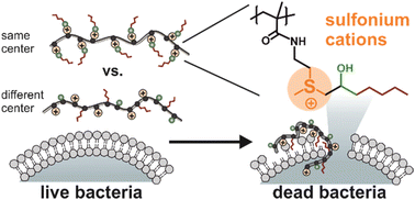 Graphical abstract: Sulfonium-based polymethacrylamides for antimicrobial use: influence of the structure and composition