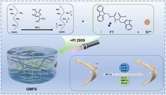 Graphical abstract: Construction of strontium-loaded injectable lubricating hydrogel and its role in promoting repair of cartilage defects