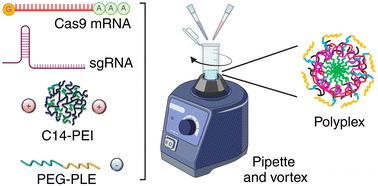 Graphical abstract: Anionic polymer coating for enhanced delivery of Cas9 mRNA and sgRNA nanoplexes