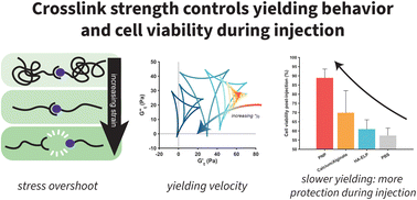 Graphical abstract: Crosslink strength governs yielding behavior in dynamically crosslinked hydrogels