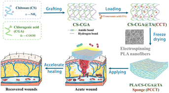 Graphical abstract: Bioactive electrospun polylactic acid/chlorogenic acid-modified chitosan bilayer sponge for acute infection wound healing and rapid coagulation