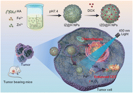 Graphical abstract: A light-activated Fe2+ release nanosystem for enhanced chemodynamic/chemo therapy via cascade amplification of ROS generation