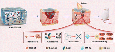 Graphical abstract: An effective drug-free hydrogel for accelerating the whole healing process of bacteria-infected wounds
