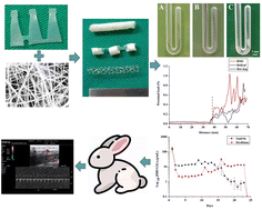 Graphical abstract: “Hot-dog-string” drug-eluting degradable stents for treating stenosis in tortuous arteries