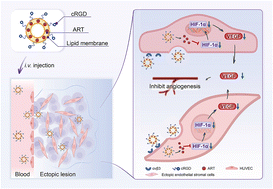 Graphical abstract: A cRGD-modified liposome for targeted delivery of artesunate to inhibit angiogenesis in endometriosis