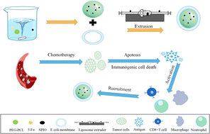 Graphical abstract: Tumor signal amplification and immune decoy strategy using bacterial membrane-coated nanoparticles for immunotherapy