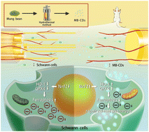 Graphical abstract: Mung bean-derived carbon dots suppress ferroptosis of Schwann cells via the Nrf2/HO-1/GPX4 pathway to promote peripheral nerve repair