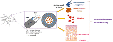 Graphical abstract: Polycaprolactone/sodium alginate coaxial wet-spun fibers modified with carbon nanofibers and ceftazidime for improved clotting and infection control in wounds