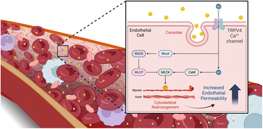 Graphical abstract: 20 nm nanoparticles trigger calcium influx to endothelial cells via a TRPV4 channel
