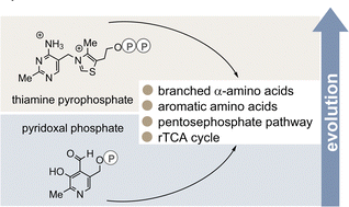 Graphical abstract: Why pyridoxal phosphate could be a functional predecessor of thiamine pyrophosphate and speculations on a primordial metabolism