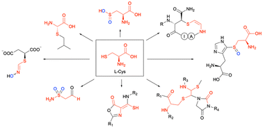 Graphical abstract: Unusual cysteine modifications in natural product biosynthesis