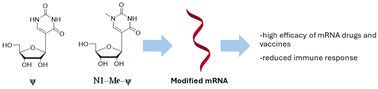 Graphical abstract: Pseudouridine and N1-methylpseudouridine as potent nucleotide analogues for RNA therapy and vaccine development