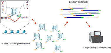 Graphical abstract: Genome-wide mapping of G-quadruplex DNA: a step-by-step guide to select the most effective method