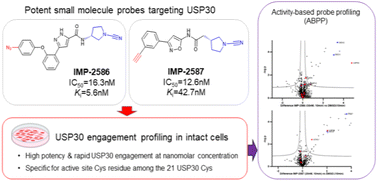 Graphical abstract: Discovery of potent and selective activity-based probes (ABPs) for the deubiquitinating enzyme USP30