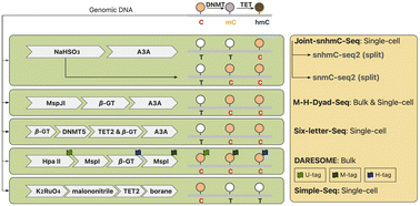 Graphical abstract: Advances in the joint profiling technologies of 5mC and 5hmC