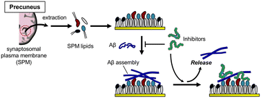 Graphical abstract: Prevention of amyloid β fibril deposition on the synaptic membrane in the precuneus by ganglioside nanocluster-targeting inhibitors