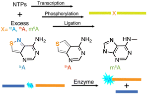 Graphical abstract: Site-specific RNA modification via initiation of in vitro transcription reactions with m6A and isomorphic emissive adenosine analogs