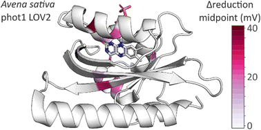 Graphical abstract: Reduction midpoint potential of a paradigm light–oxygen–voltage receptor and its modulation by methionine residues