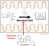 Graphical abstract: Advanced piperazine-containing inhibitors target microbial β-glucuronidases linked to gut toxicity