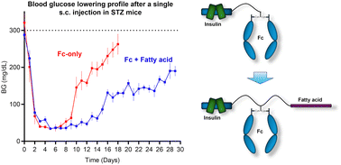 Graphical abstract: Toward once-monthly insulin therapy via synergy in two pharmacokinetic protractors: Fc-conjugation and fatty acid acylation