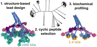 Graphical abstract: Selection and characterization of a peptide-based complement modulator targeting C1 of the innate immune system