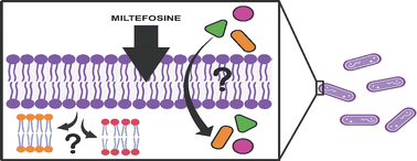 Graphical abstract: Miltefosine impacts small molecule transport in Gram-positive bacteria