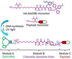 Graphical abstract: Modular and automated synthesis of oligonucleotide-small molecule conjugates for cathepsin B mediated traceless release of payloads