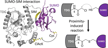 Graphical abstract: Site-specific in vivo protein SUMOylation via translational incorporation of a proximity-reactive pyrrolysine analogue