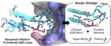 Graphical abstract: A platform of ADAPTive scaffolds: development of CDR-H3 β-hairpin mimics into covalent inhibitors of the PD1/PDL1 immune checkpoint